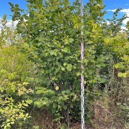 Лещина обыкновенная Корилус авеллана (Corylus avellana)