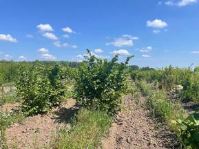 Лещина обыкновенная (Corylus avellana)