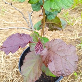 Лещина обыкновенная Пурпуреа (Purpurea)