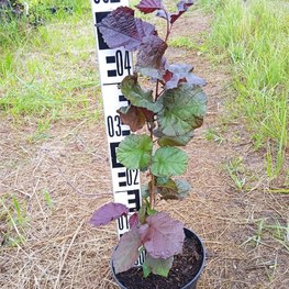 Лещина обыкновенная Пурпуреа (Purpurea)