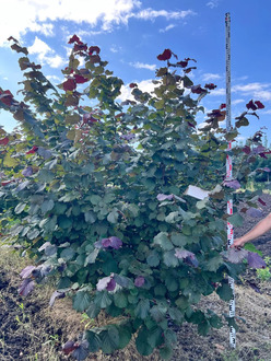 Лещина обыкновенная Пурпуреа (Purpurea)