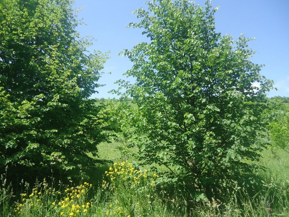 Липа мелколистная кустовая Тилия кордата (Tilia cordata)