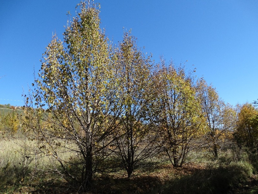 Липа мелколистная кустовая Тилия кордата (Tilia cordata)