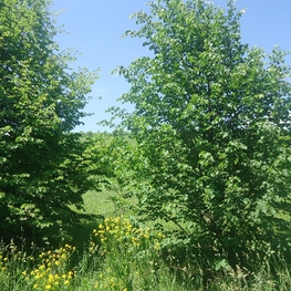 Липа мелколистная кустовая Тилия кордата (Tilia cordata)