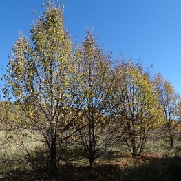Липа мелколистная кустовая Тилия кордата (Tilia cordata)