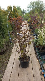 Пузыреплодник калинолистный Диабло (Diabolo)