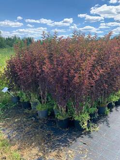 Пузыреплодник калинолистный Диабло (Diabolo)