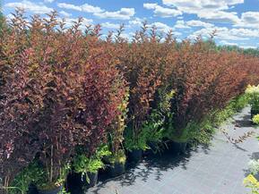 Пузыреплодник калинолистный Диабло (Diabolo)