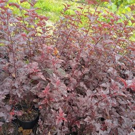 Пузыреплодник калинолистный Диабло (Diabolo)