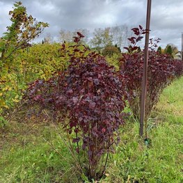 Пузыреплодник калинолистный Диабло (Diabolo)