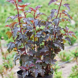 Пузыреплодник калинолистный Леди ин Ред (Lady in Red)