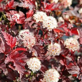 Пузыреплодник калинолистный Леди ин Ред (Lady in Red)