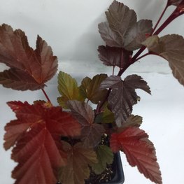 Пузыреплодник калинолистный Леди ин Ред (Lady in Red)