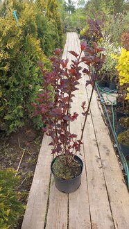 Пузыреплодник калинолистный Леди ин Ред (Lady in Red)