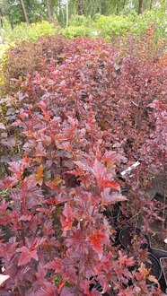 Пузыреплодник калинолистный Леди ин Ред (Lady in Red)