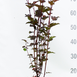 Пузыреплодник калинолистный Леди ин Ред (Lady in Red)