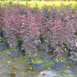 Пузыреплодник калинолистный Ред Барон (Red Baron)