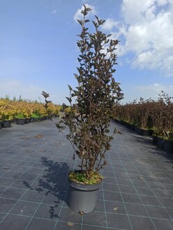 Пузыреплодник калинолистный Ред Барон (Red Baron)