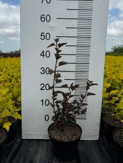 Пузыреплодник калинолистный Ред Барон (Red Baron)