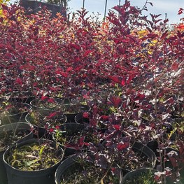 Пузыреплодник калинолистный Ред Барон (Red Baron)