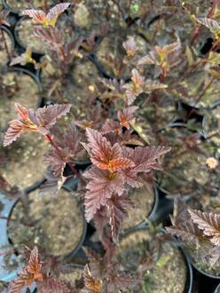 Пузыреплодник калинолистный Ред Барон (Red Baron)