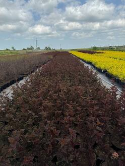 Пузыреплодник калинолистный Ред Барон (Red Baron)