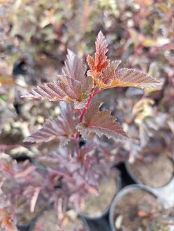 Пузыреплодник калинолистный Ред Барон (Red Baron)