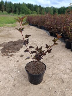 Пузыреплодник калинолистный Ред Барон (Red Baron)