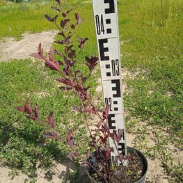 Пузыреплодник калинолистный Ред Барон (Red Baron)