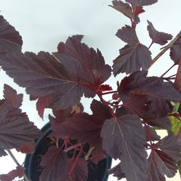 Пузыреплодник калинолистный Ред Барон (Red Baron)