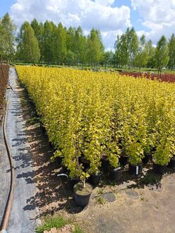 Пузыреплодник калинолистный Лютеус (Luteus)