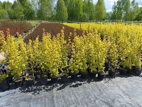 Пузыреплодник калинолистный Лютеус (Luteus)