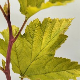 Пузыреплодник калинолистный Лютеус (Luteus)