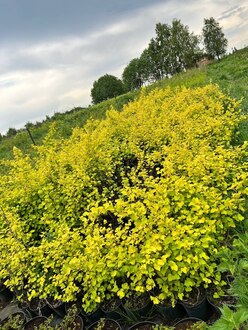 Пузыреплодник калинолистный Лютеус (Luteus)