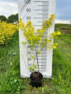 Пузыреплодник калинолистный Лютеус (Luteus)