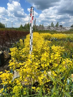 Пузыреплодник калинолистный Лютеус (Luteus)