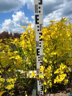 Пузыреплодник калинолистный Лютеус (Luteus)