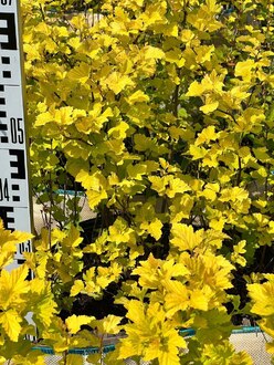 Пузыреплодник калинолистный Лютеус (Luteus)