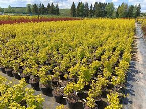 Пузыреплодник калинолистный Лютеус (Luteus)