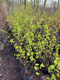 Пузыреплодник калинолистный Лютеус (Luteus)