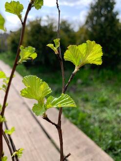 Пузыреплодник калинолистный Лютеус (Luteus)