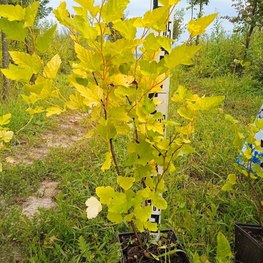 Пузыреплодник калинолистный Лютеус (Luteus)