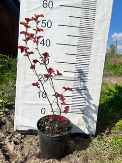 Пузыреплодник калинолистный Амбер Джубили (Amber Jubilee)