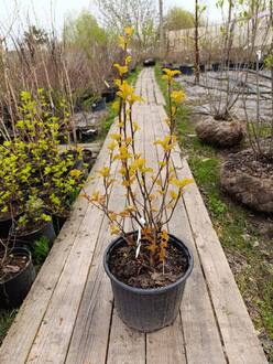 Пузыреплодник калинолистный Амбер Джубили (Amber Jubilee)