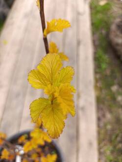 Пузыреплодник калинолистный Амбер Джубили (Amber Jubilee)