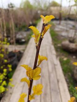 Пузыреплодник калинолистный Амбер Джубили (Amber Jubilee)
