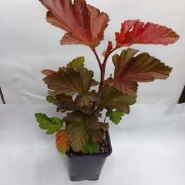 Пузыреплодник калинолистный Амбер Джубили (Amber Jubilee)