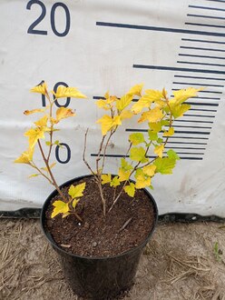 Пузыреплодник калинолистный Наггет (Nugget)