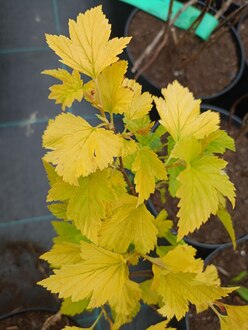 Пузыреплодник калинолистный Наггет (Nugget)