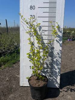 Пузыреплодник калинолистный Дартс Голд (Darts Gold)